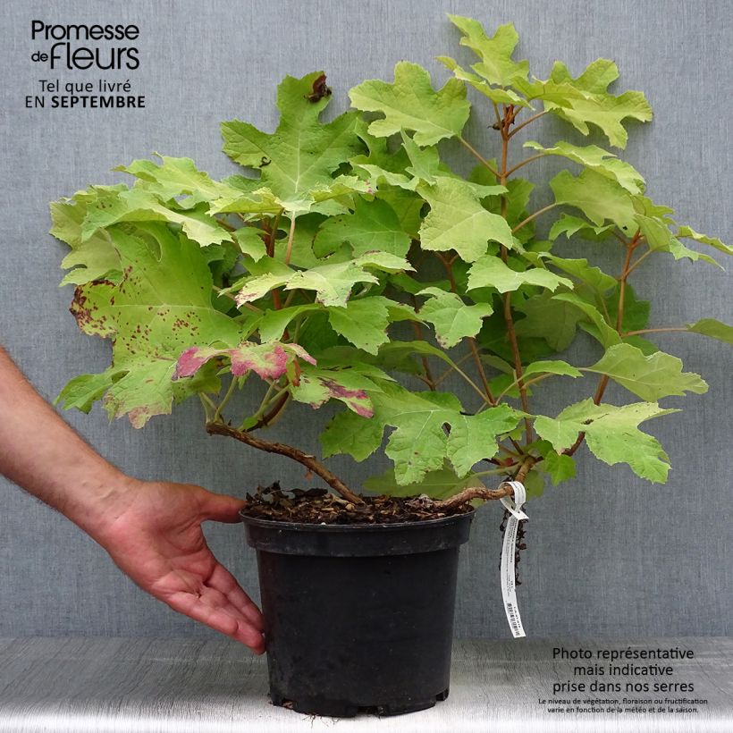 Esemplare di Hydrangea quercifolia Little Honey - Ortensia a foglie di quercia Vaso da 4L/5L come consegnato in autunno
