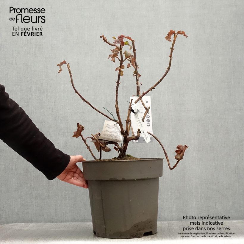 Hydrangea quercifolia Ruby Slippers - Ortensia a foglie di quercia Vaso da 7,5L/10L esemplare consegnato in inverno