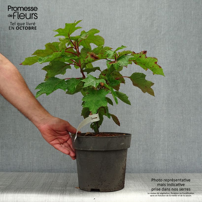 Esemplare di Hydrangea quercifolia Ruby Slippers - Ortensia a foglie di quercia Vaso da 3L/4L come consegnato in autunno