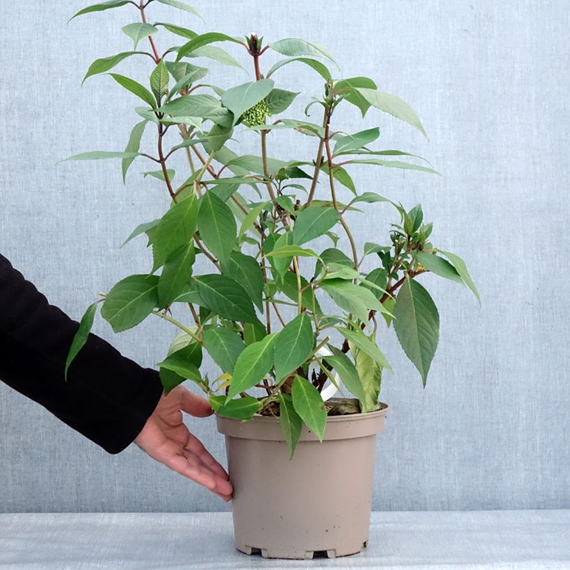 Hydrangea Renaissance - Ortensia Vaso da 4L/5L esemplare consegnato in inverno