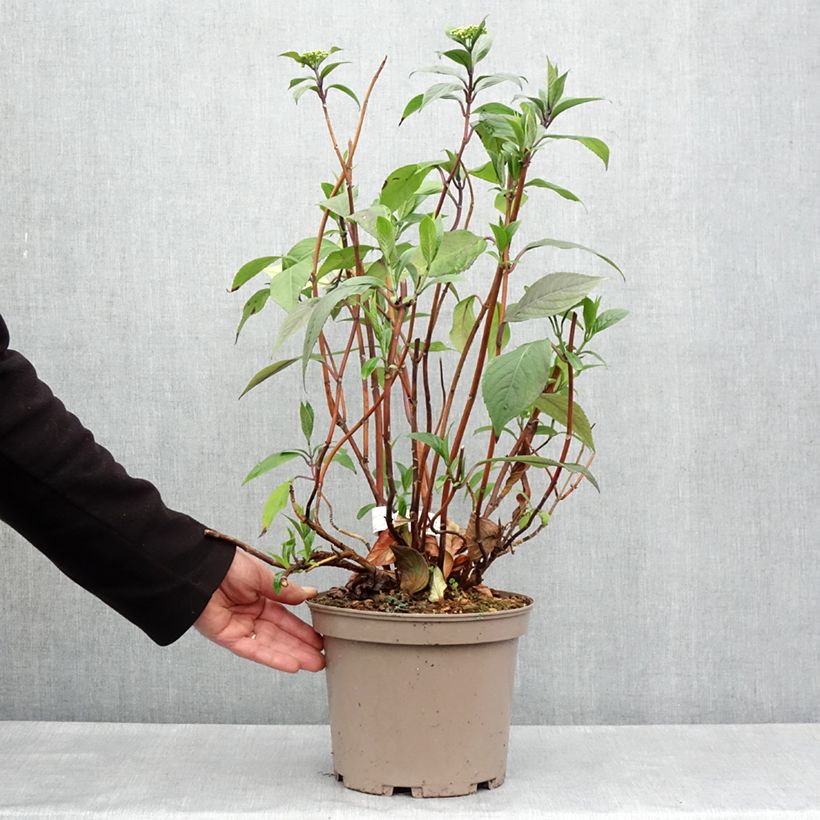 Hydrangea Renaissance - Ortensia Vaso da 4L/5L esemplare consegnato in primavera