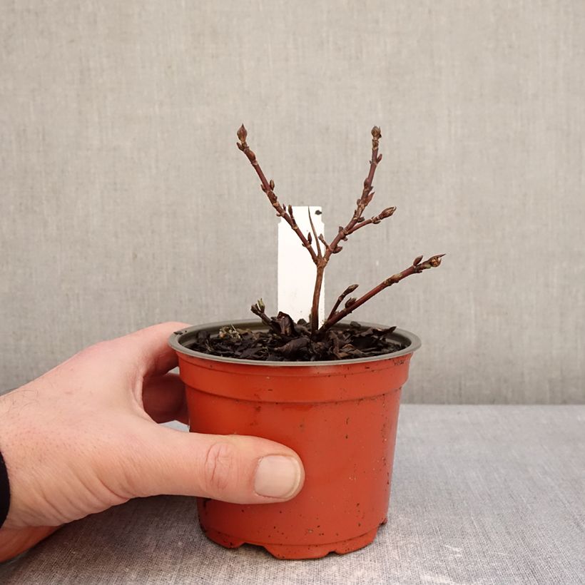 Hortensia - Hydrangea scandens First Love Vaso da Ø 12 cm / 13 cm esemplare consegnato in inverno