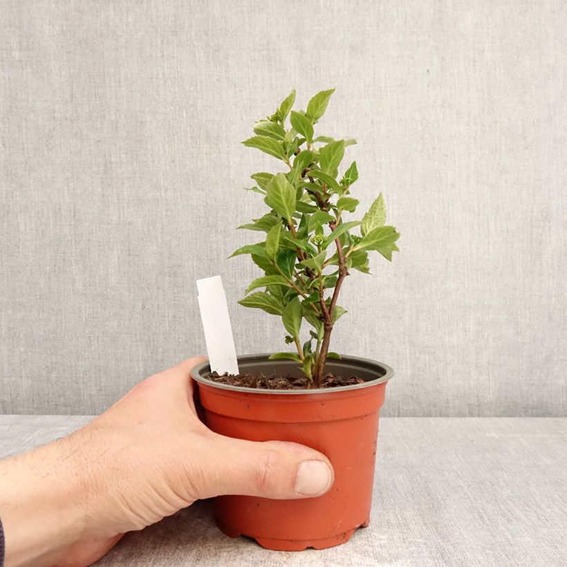 Hydrangea scandens First Love - Ortensia Vaso da Ø 12 cm / 13 cm esemplare consegnato in primavera