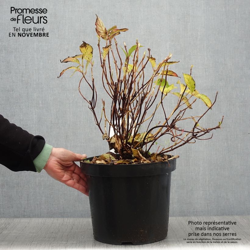 Esemplare di Hydrangea serrata Avelroz - Ortensia Vaso da 7,5L/10L come consegnato in autunno