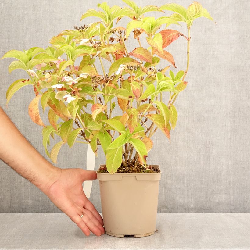 Esemplare di Hydrangea serrata Bleuet - Ortensia Vaso da 3L/4L consegnato in estate