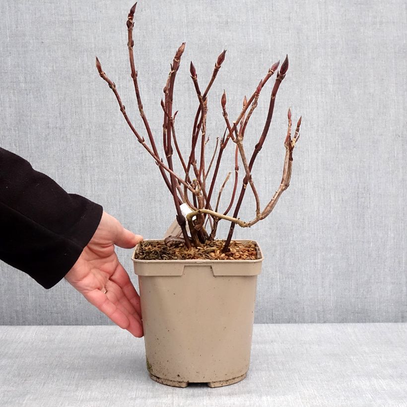 Hydrangea serrata Bleuet - Ortensia Vaso da 3L/4L esemplare consegnato in inverno