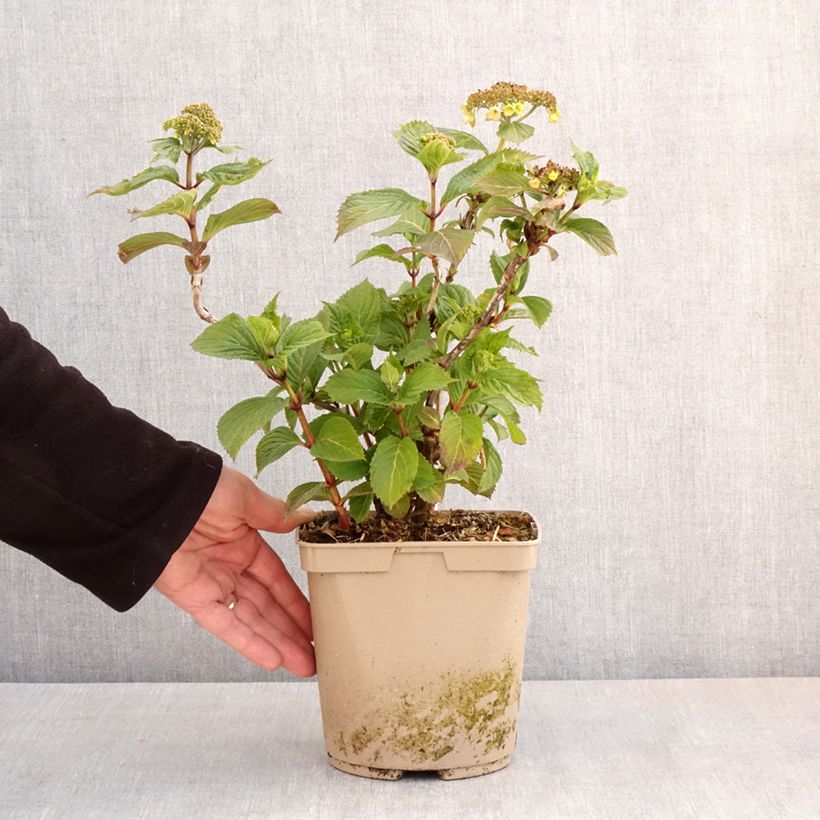 Hydrangea serrata Bleuet - Ortensia Vaso da 3L/4L esemplare consegnato in primavera