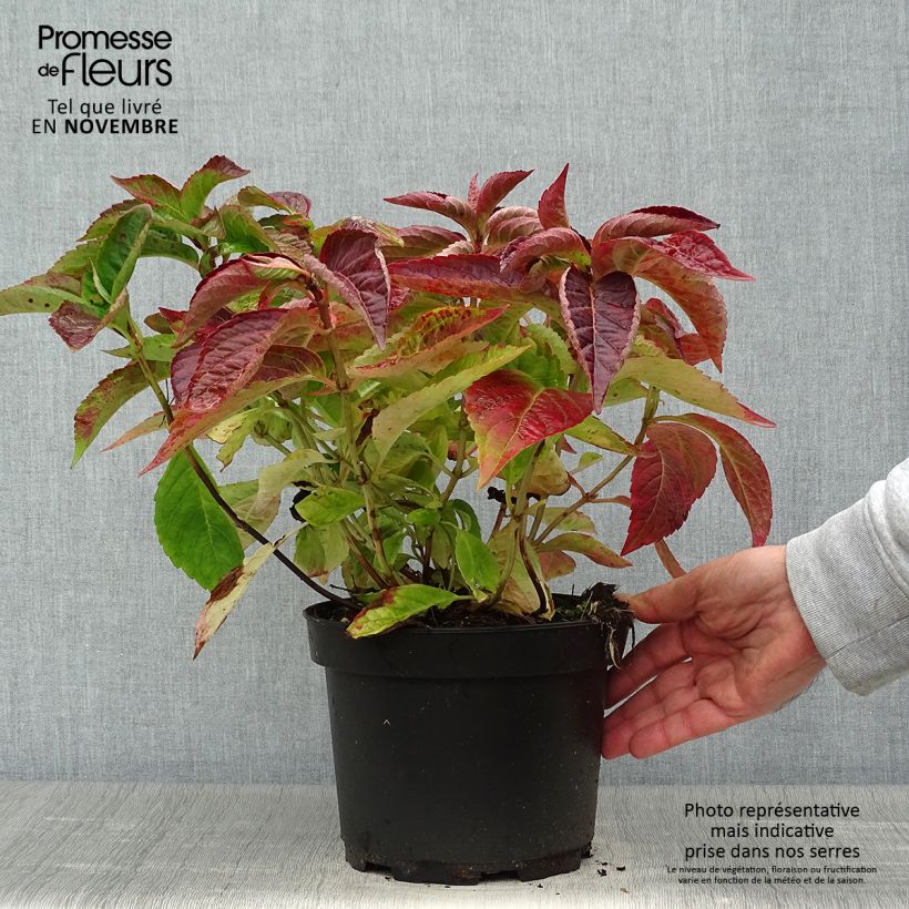Esemplare di Hydrangea serrata Blue Bird - Ortensia Vaso da 3L/4L come consegnato in autunno