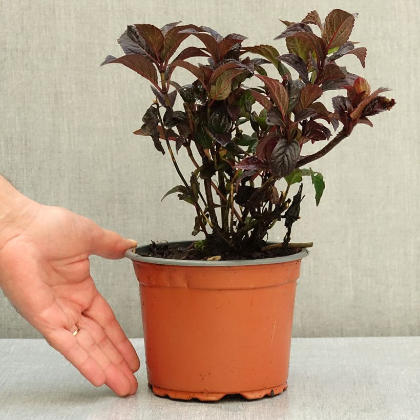 Esemplare di Hydrangea serrata Choco Cherry - Ortensia Vaso da Ø 12 cm / 13 cm consegnato in estate