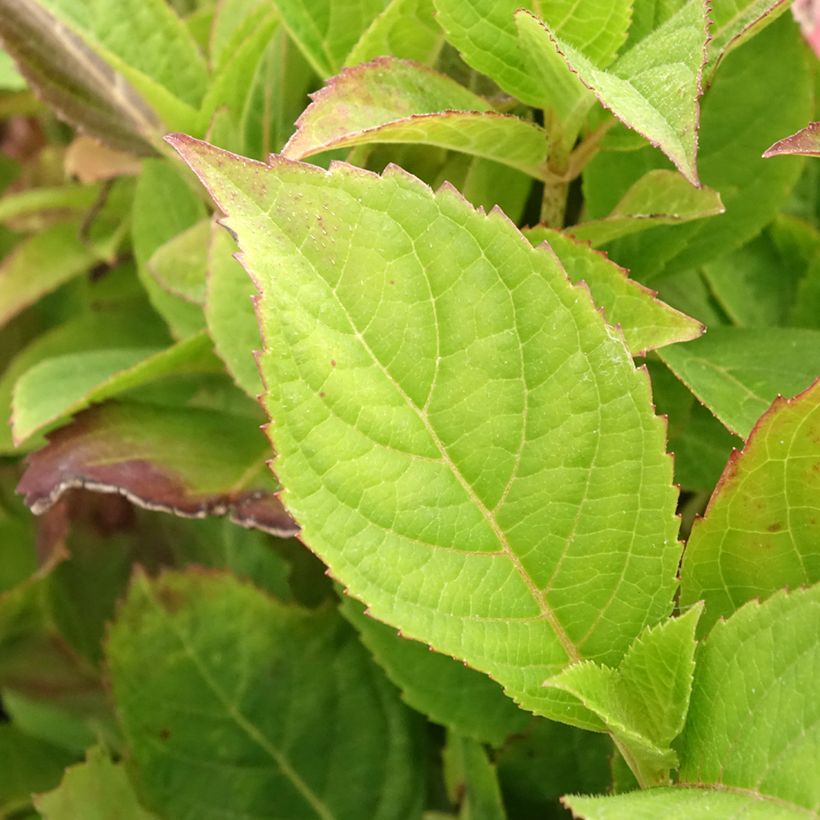 Hydrangea serrata Cotton Candy - Ortensia (Fogliame)