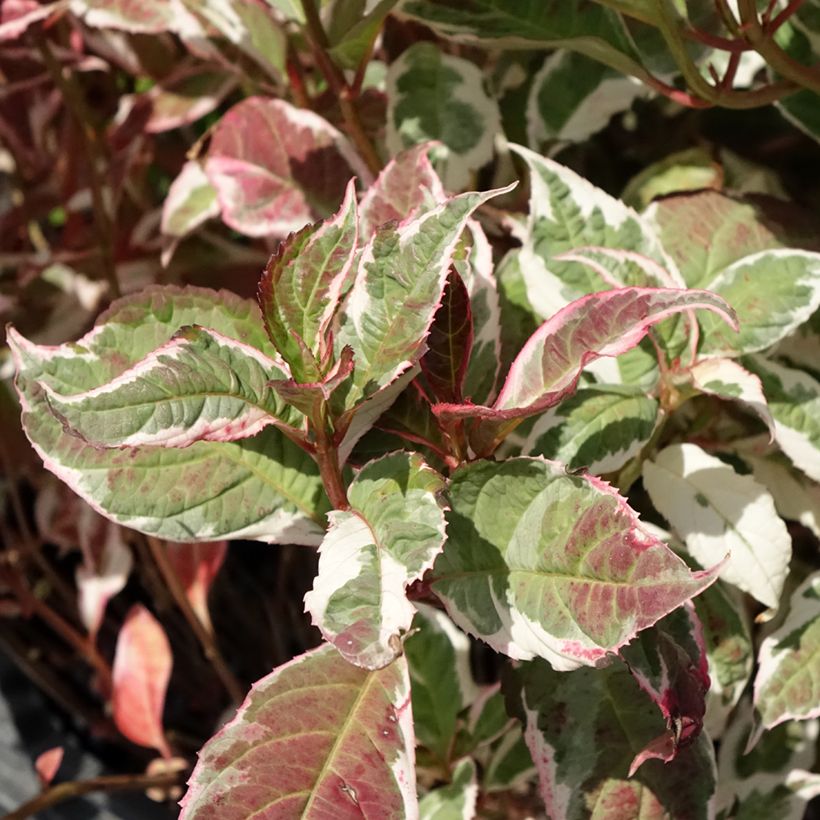 Hydrangea serrata Euphoria Pink - Ortensia (Fogliame)