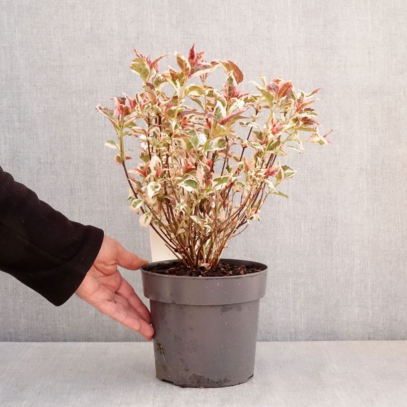 Hydrangea serrata Euphoria Pink - Ortensia Vaso da 3L/4L esemplare consegnato in primavera