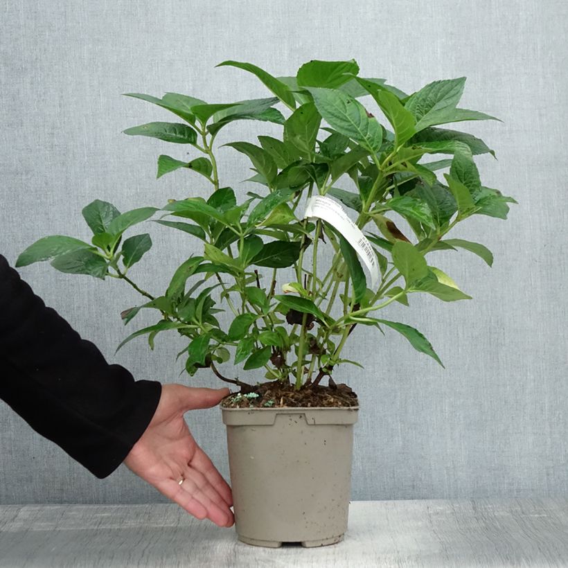 Esemplare di Hydrangea serrata Impératrice Eugénie - Ortensia Vaso da 2L/3L come consegnato in autunno