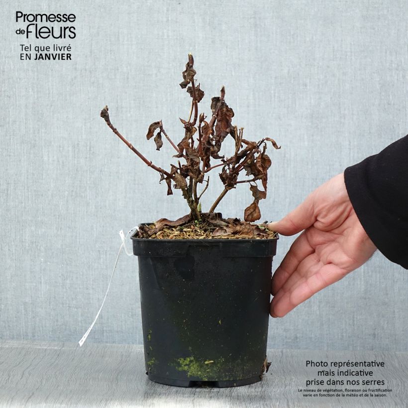 Hydrangea serrata Impératrice Eugénie - Ortensia Vaso da 2L/3L esemplare consegnato in inverno