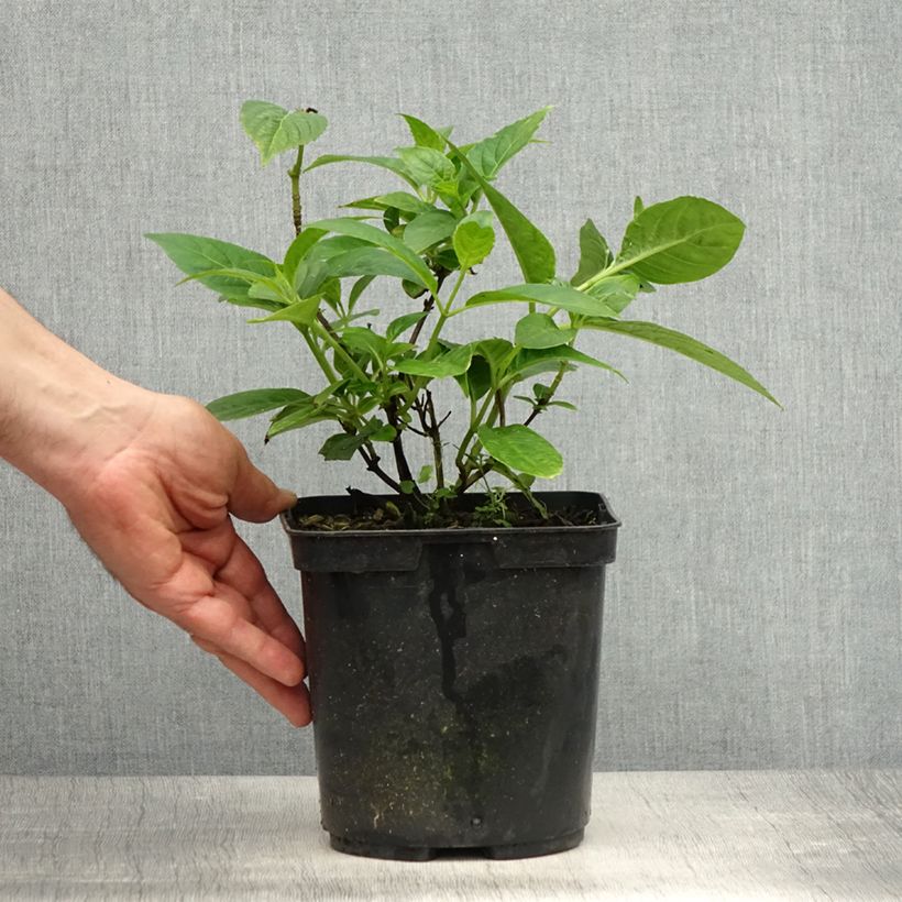 Hydrangea serrata Impératrice Eugénie - Ortensia Vaso da 2L/3L esemplare consegnato in primavera