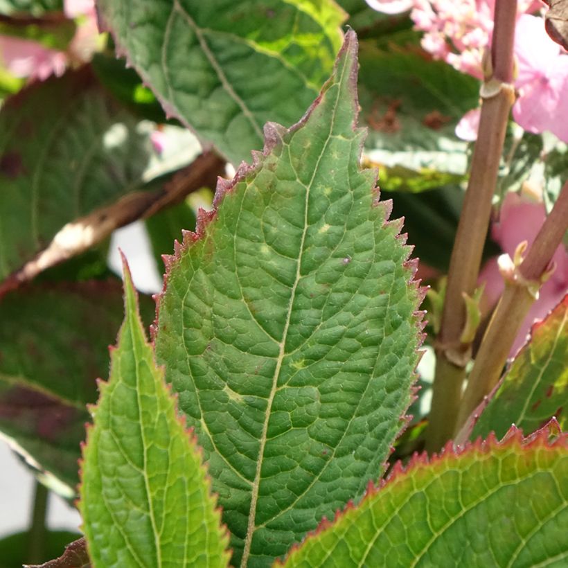 Hydrangea serrata Koreana - Ortensia (Fogliame)