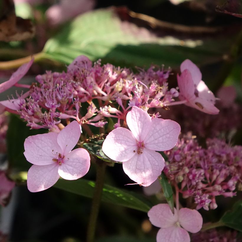 Hydrangea serrata Koreana - Ortensia (Fioritura)