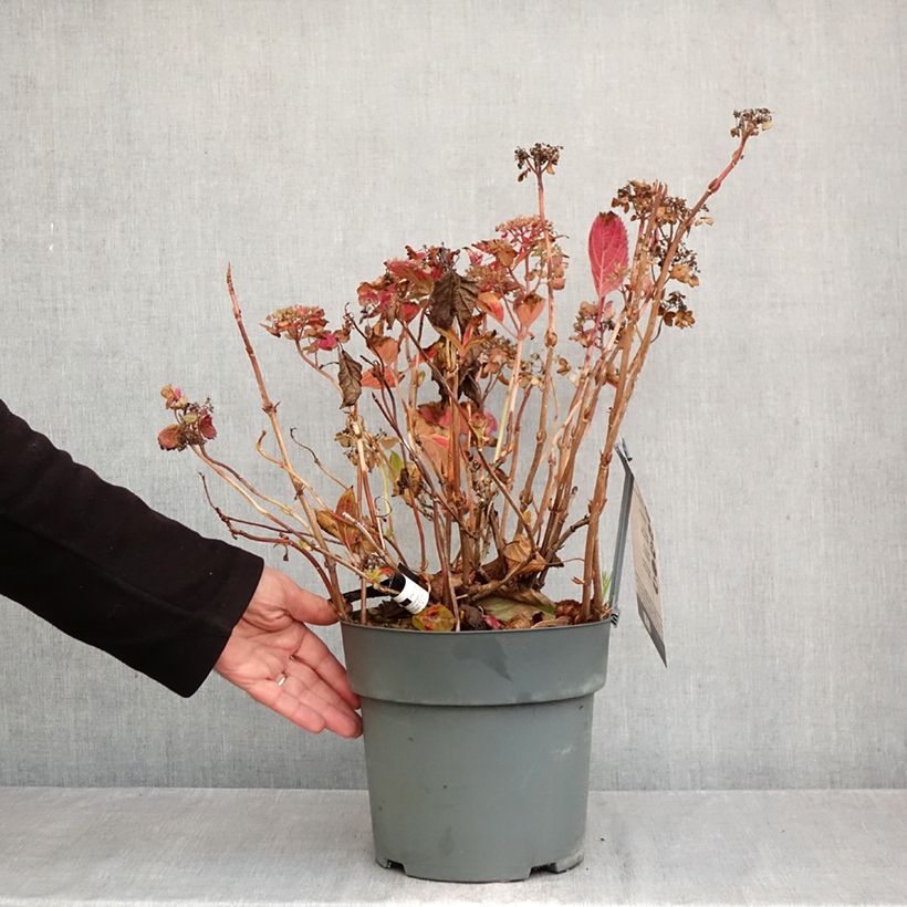 Esemplare di Hydrangea serrata Koreana - Ortensia Vaso da 6L/7L come consegnato in autunno