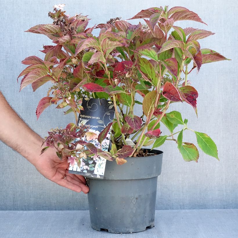 Esemplare di Hydrangea serrata Koreana - Ortensia Vaso da 6L/7L consegnato in estate