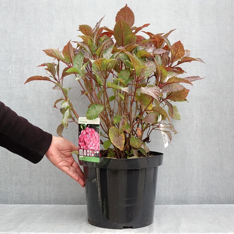 Esemplare di Hydrangea serrata Precioza - Ortensia Vaso da 7,5L/10L come consegnato in autunno