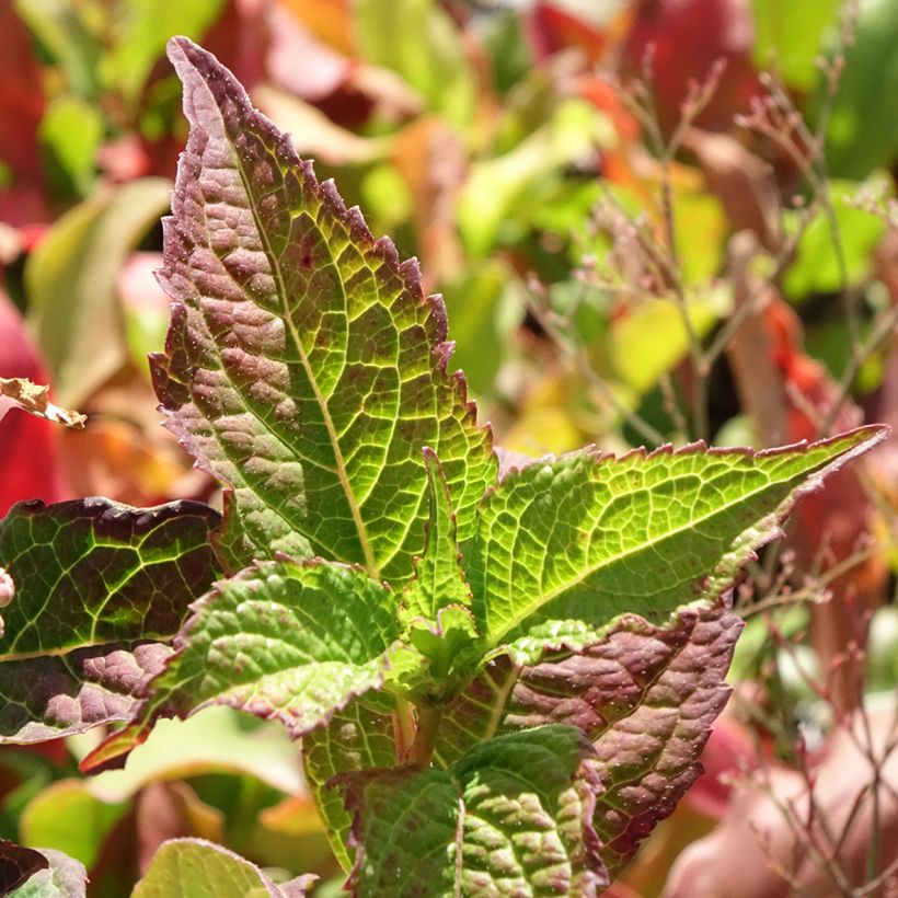 Hydrangea serrata Summer Glow - Ortensia (Fogliame)