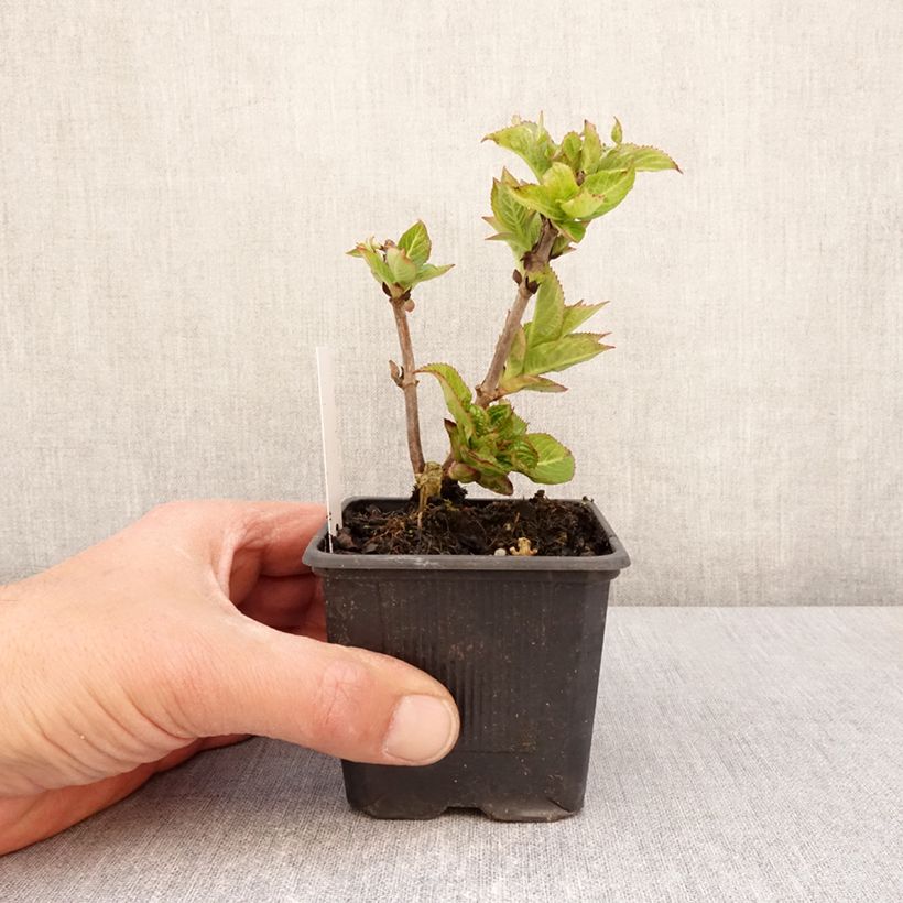 Hydrangea serrata Summer Glow - Ortensia Vasetto da 8/9 cm esemplare consegnato in primavera