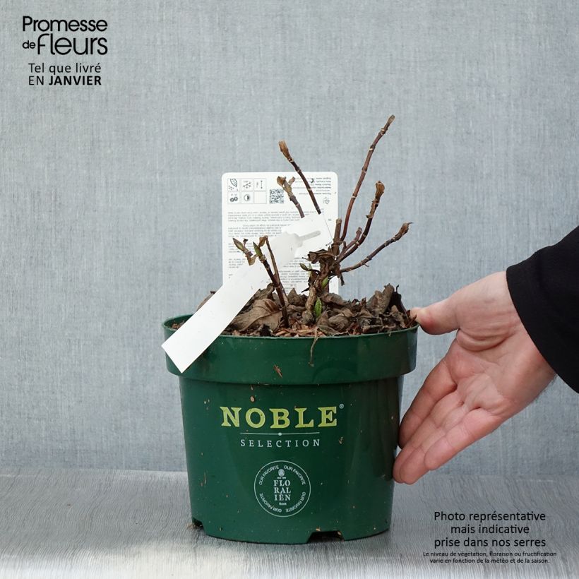 Hydrangea serrata Veerle - Ortensia Vaso da 3L/4L esemplare consegnato in inverno