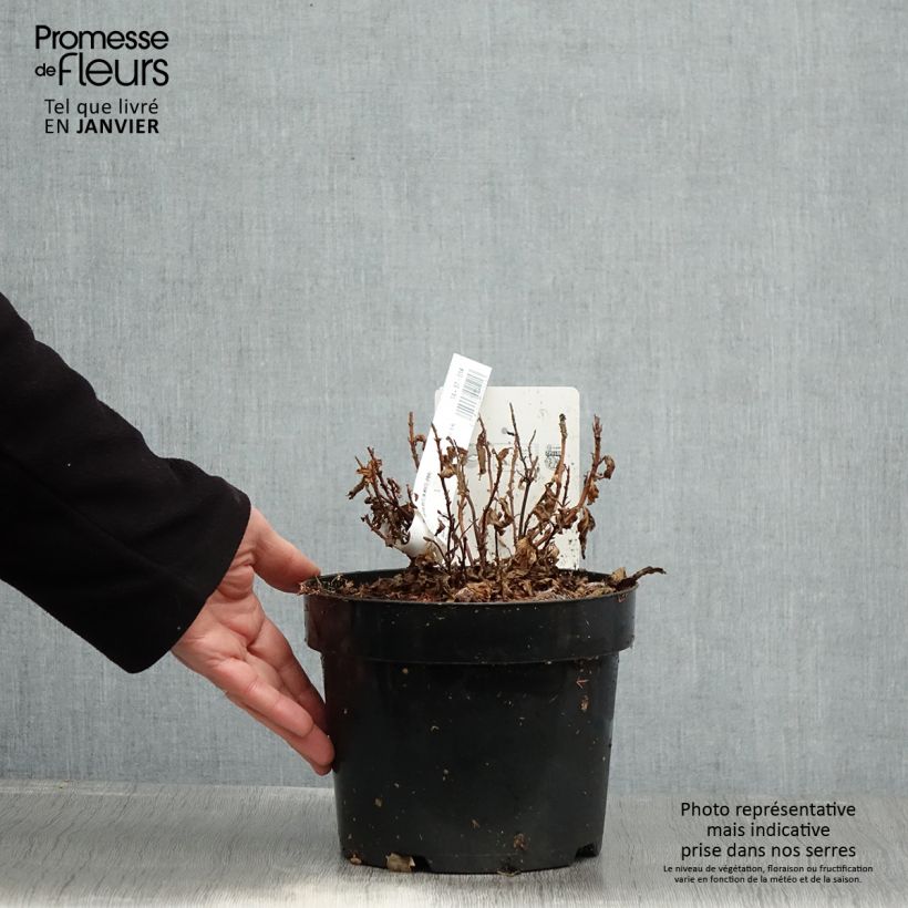 Hydrangea serrata White on White - Ortensia Vaso da 3L/4L esemplare consegnato in inverno