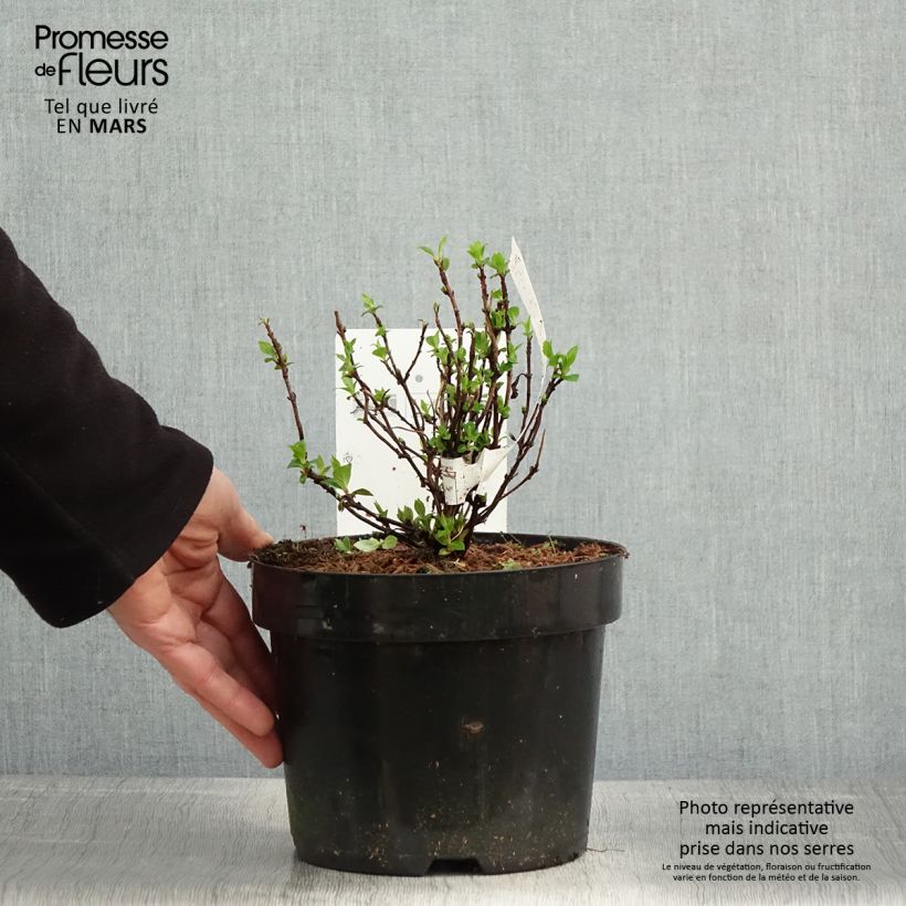 Hydrangea serrata White on White - Ortensia Vaso da 3L/4L esemplare consegnato in primavera