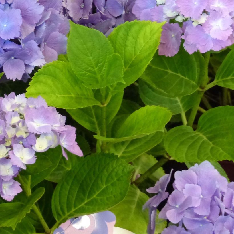 Hydrangea macrophylla L.A Dreamin - Ortensia (Fogliame)