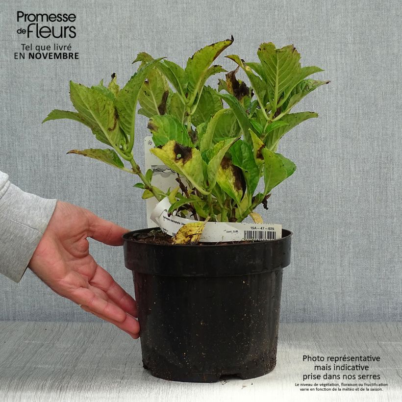 Esemplare di Hydrangea macrophylla Alpenglühen - Ortensia Vaso da 2L/3L come consegnato in autunno