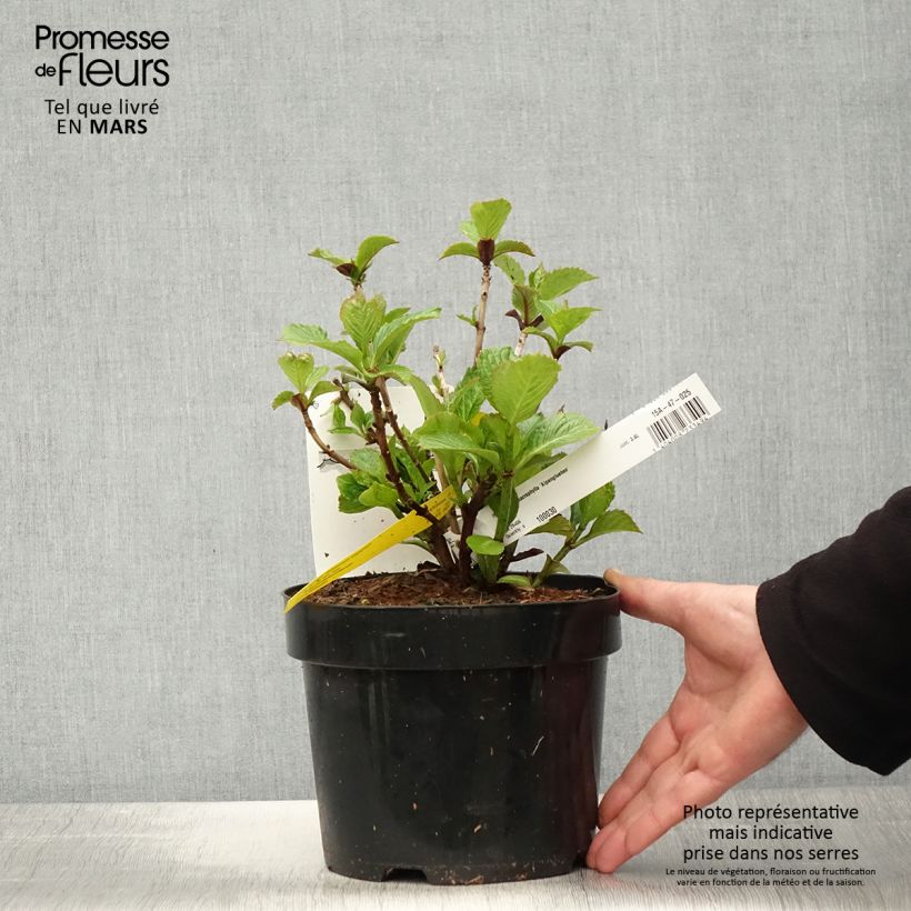 Hydrangea macrophylla Alpenglühen - Ortensia Vaso da 2L/3L esemplare consegnato in primavera