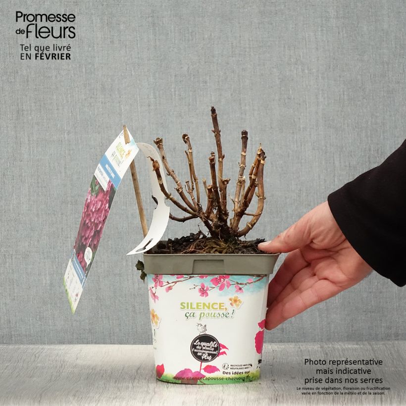 Hydrangea macrophylla Constellation - Ortensia Vaso da 2L/3L esemplare consegnato in inverno