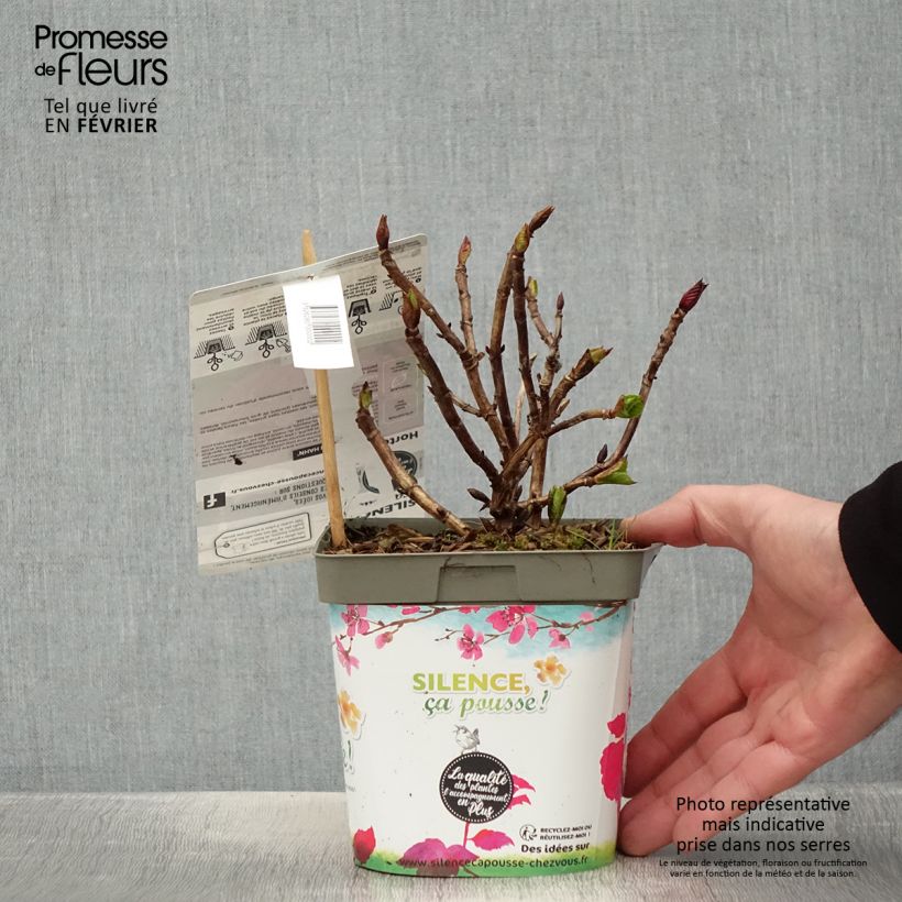 Hydrangea macrophylla Eughen Hahn - Ortensia Vaso da 2L/3L esemplare consegnato in inverno