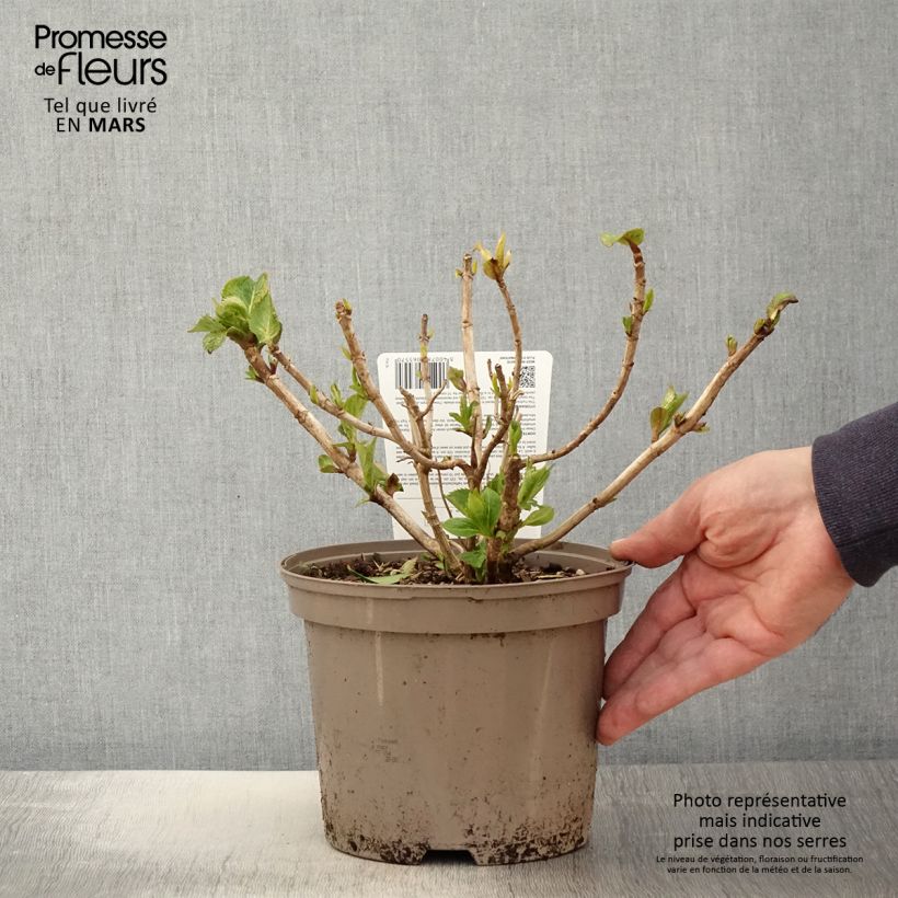 Hydrangea macrophyla Freudenstein - Ortensia Vaso da 2L/3L esemplare consegnato in primavera