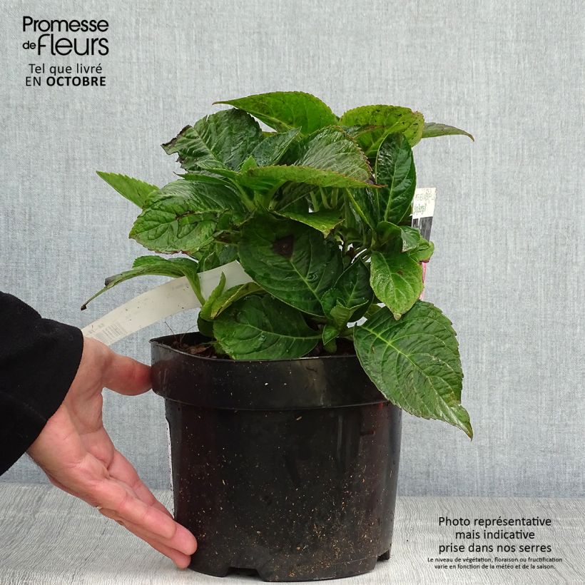 Esemplare di Hydrangea macrophylla King George V - Ortensia Vaso da 2L/3L come consegnato in autunno