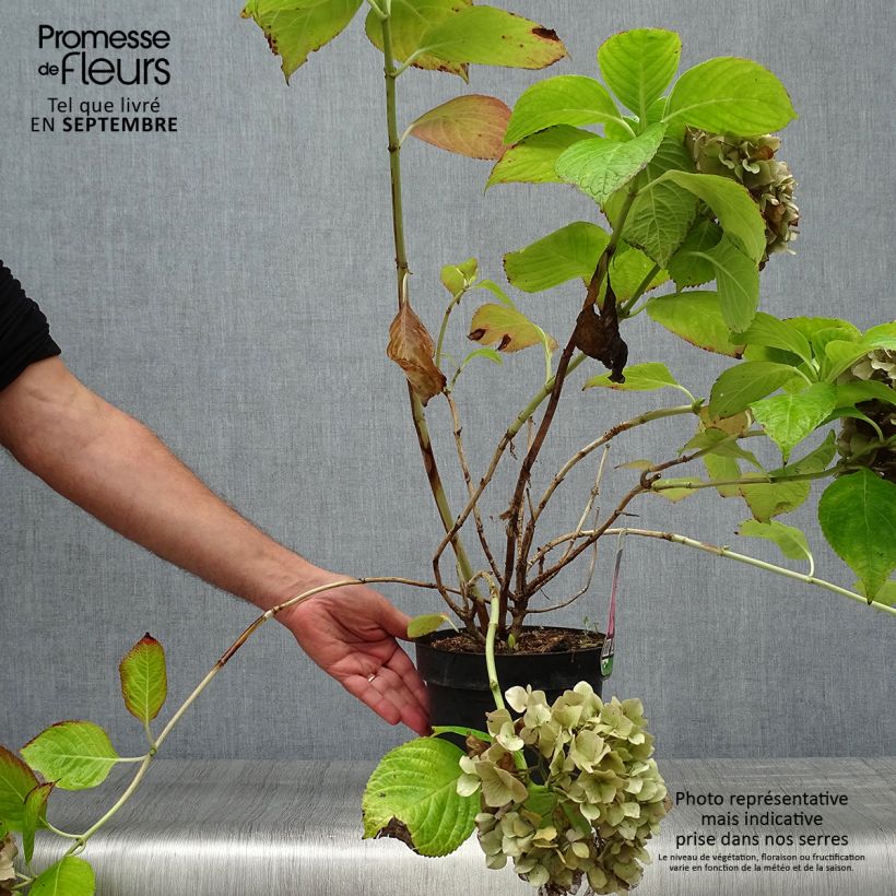 Esemplare di Hortensia macrophylla King George V en pot de 2l/3l come consegnato in autunno