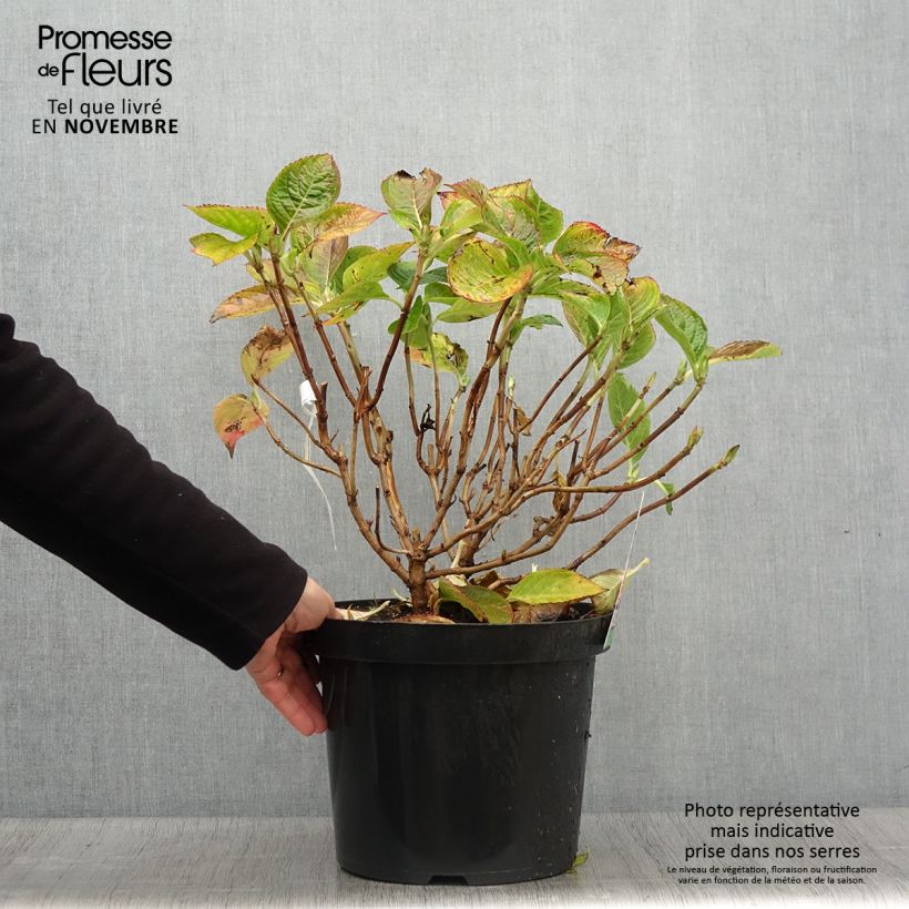 Esemplare di Hydrangea macrophylla King George V - Ortensia Vaso da 7,5L/10L come consegnato in autunno