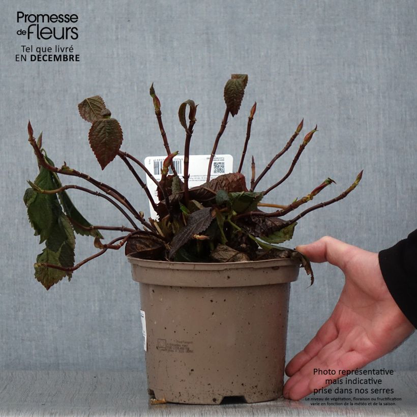 Esemplare di Hydrangea macrophylla Lanarth White - Ortensia Vaso da 2L/3L come consegnato in autunno