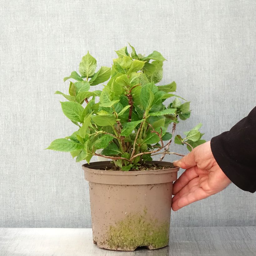 Hydrangea macrophylla Lanarth White - Ortensia Vaso da 2L/3L esemplare consegnato in primavera