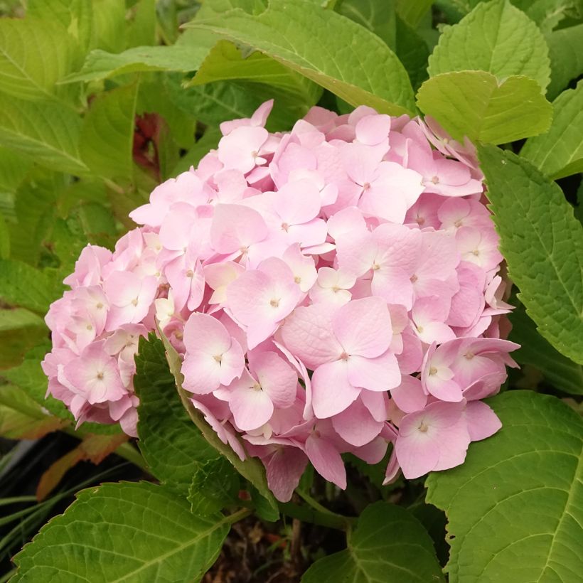 Hydrangea macrophylla Madame Plumecoq - Ortensia (Fioritura)