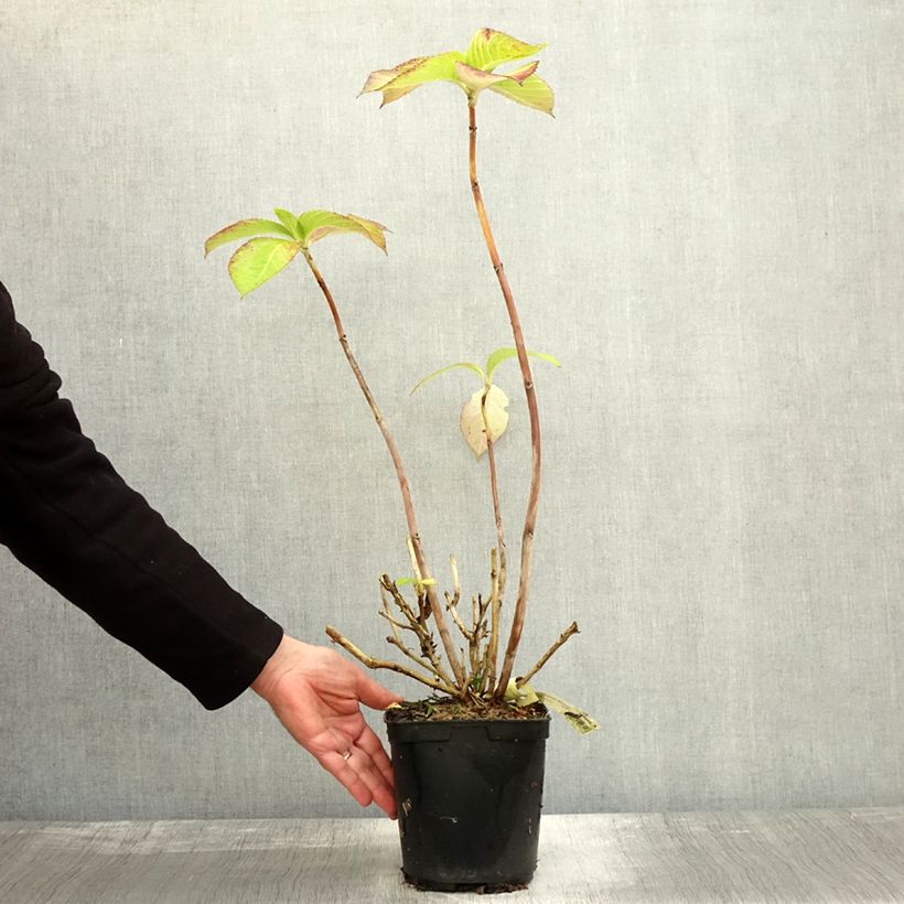 Esemplare di Hydrangea macrophylla Madame Plumecoq - Ortensia Vaso da 2L/3L come consegnato in autunno