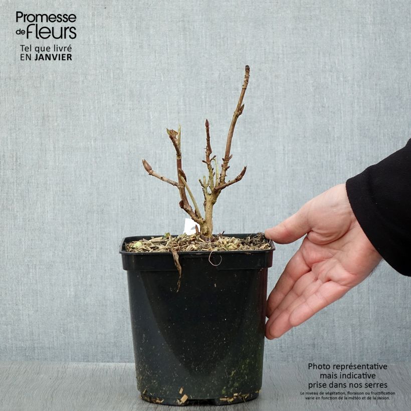 Hydrangea macrophylla Madame Plumecoq - Ortensia Vaso da 2L/3L esemplare consegnato in inverno