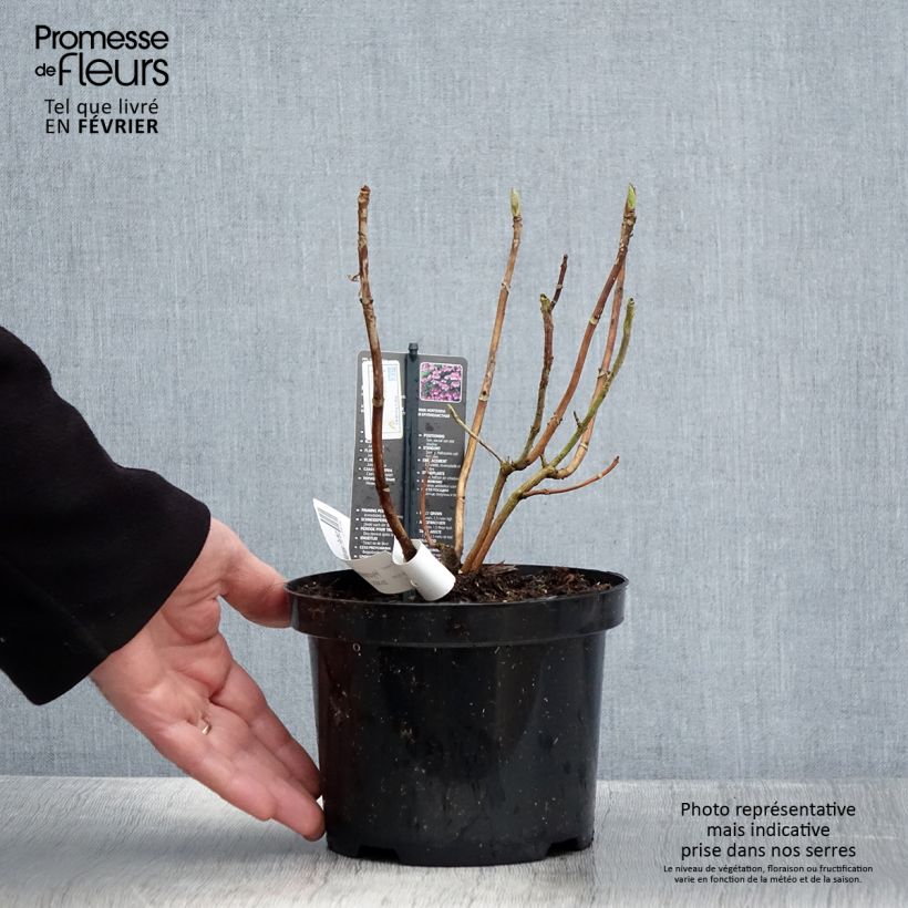 Hydrangea macrophylla Mariesii Perfecta - Ortensia Vaso da 2L/3L esemplare consegnato in inverno