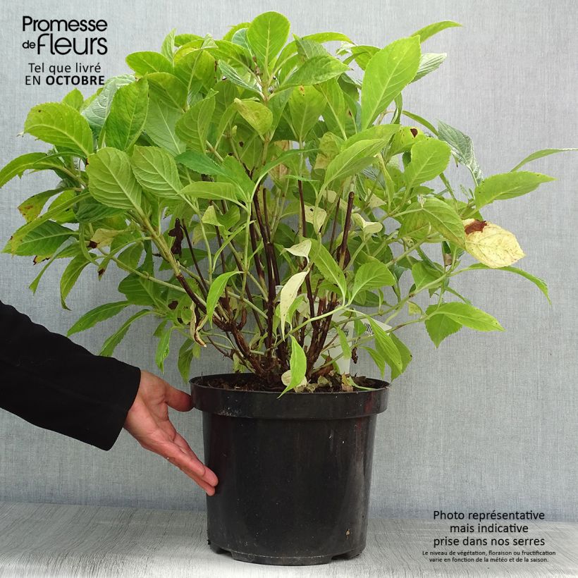 Esemplare di Hydrangea macrophylla Nikko Blue - Ortensia Vaso da 7,5L/10L come consegnato in autunno