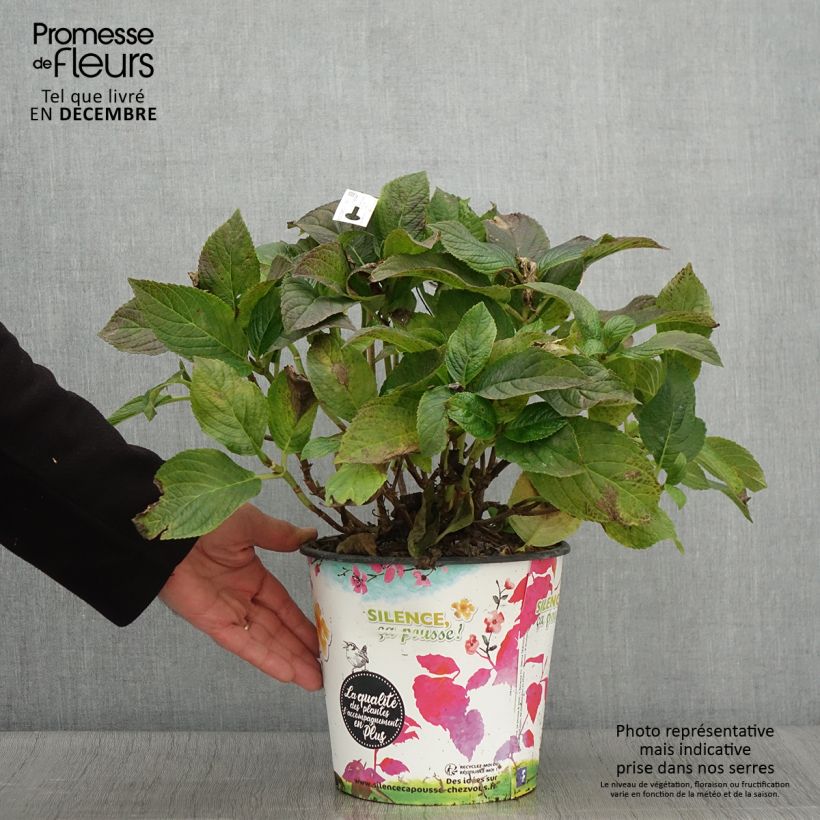 Esemplare di Hydrangea macrophylla Stellar Blue - Ortensia Vaso da 4L/5L come consegnato in autunno