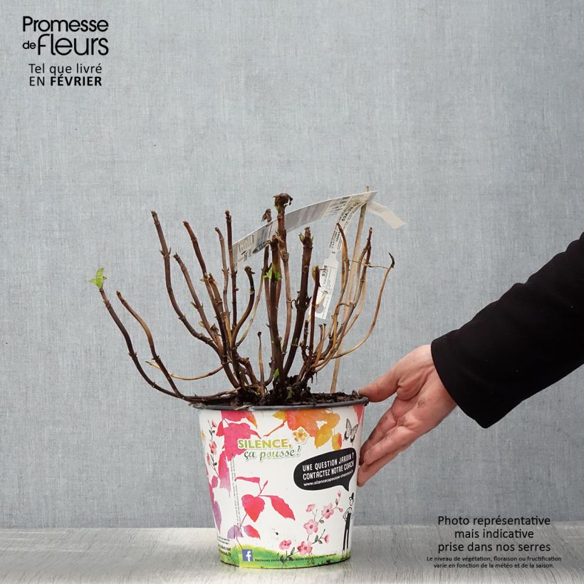 Hydrangea macrophylla Stellar Blue - Ortensia Vaso da 4L/5L esemplare consegnato in inverno