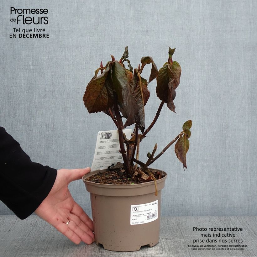 Esemplare di Hydrangea macrophylla Teller Blue - Ortensia Vaso da 2L/3L come consegnato in autunno