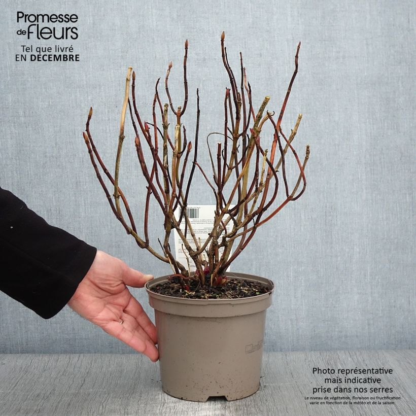 Esemplare di Hydrangea macrophylla Teller Red - Ortensia Vaso da 2L/3L come consegnato in autunno