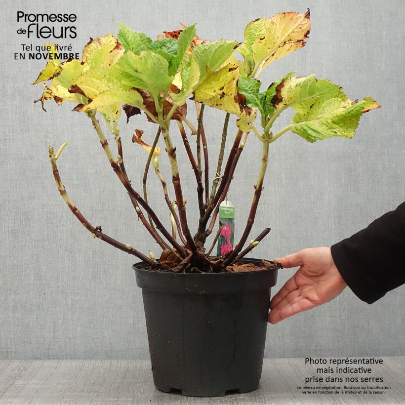 Esemplare di Hydrangea macrophylla Teller Red - Ortensia Vaso da 7,5L/10L come consegnato in autunno